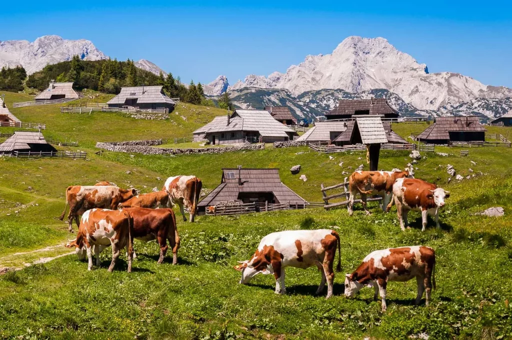 Kühe neben den Hütten von Velika Planina x