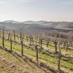 Goriska Brda vineyards