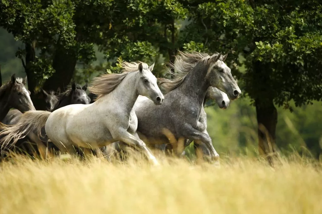 Lipica horses
