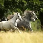 Lipica horses
