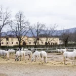 Lipica stud farm
