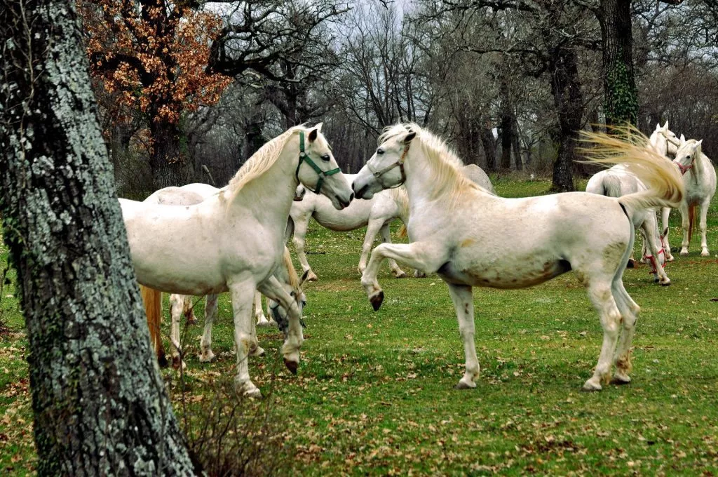 Lipizzaner horses outside scaled