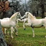 Lipizzaner horses outside scaled