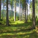 Pokljuka forest