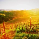 Vignoble slovène et lever de soleil