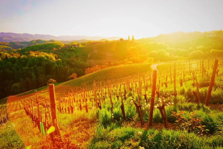 Slovenisk vingård och soluppgång