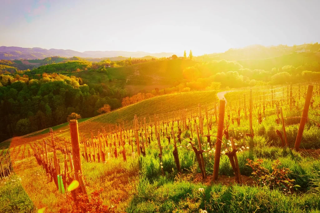 Sloveian vingård og solopgang