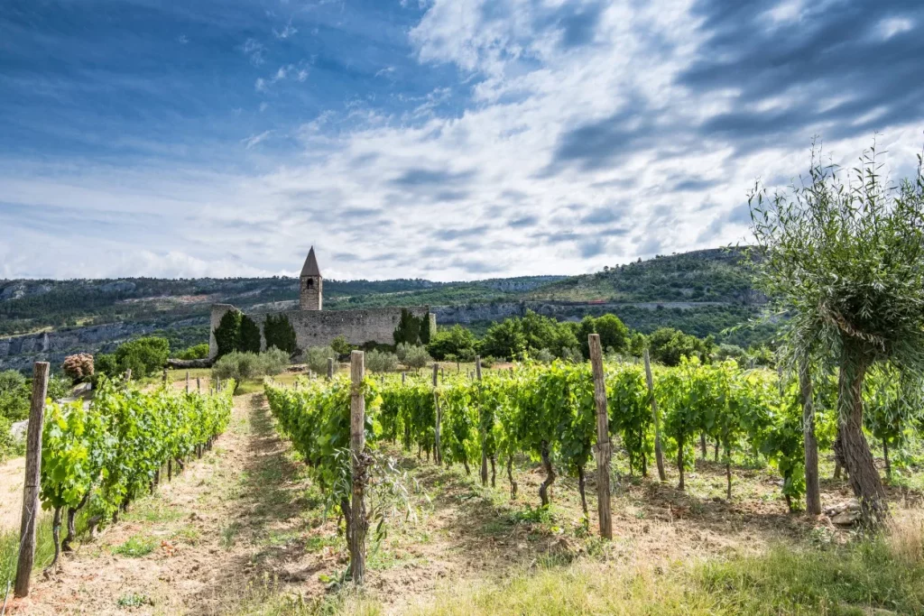 Slovenian Winemaker vineyard x