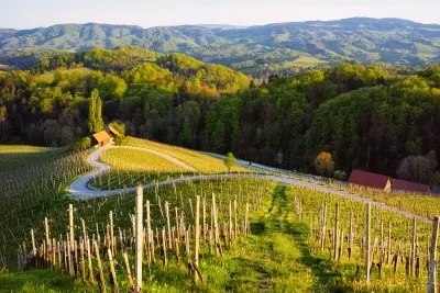 Slovenian vineyard