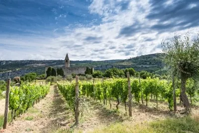 Los viticultores eslovenos