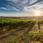Auringonlasku Slovenian viinitarhoilla skaalattu