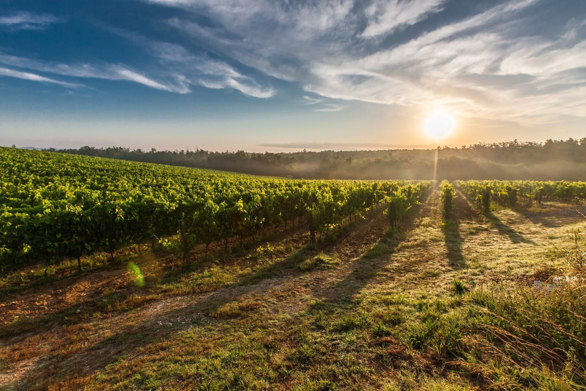 Puesta de sol en viñedos eslovenos a escala