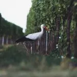 Viinitarha itäisessä Sloveniassa