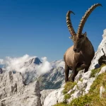 Steinbock in der Nähe der Triglavseen
