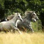 lipica horses