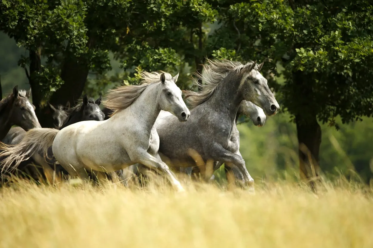 lipica horses