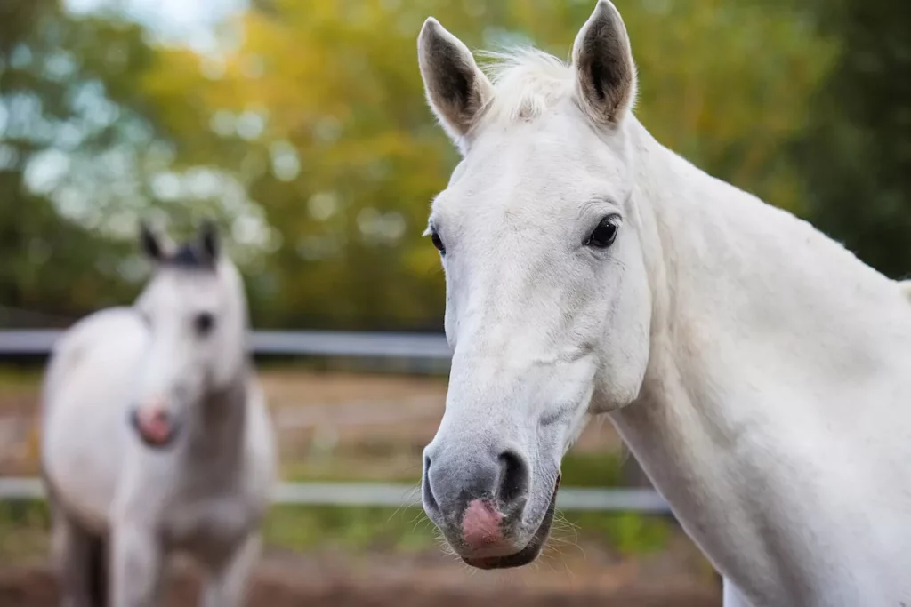 Lipica white horses