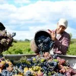 viini pohjoisslovenia asteikolla