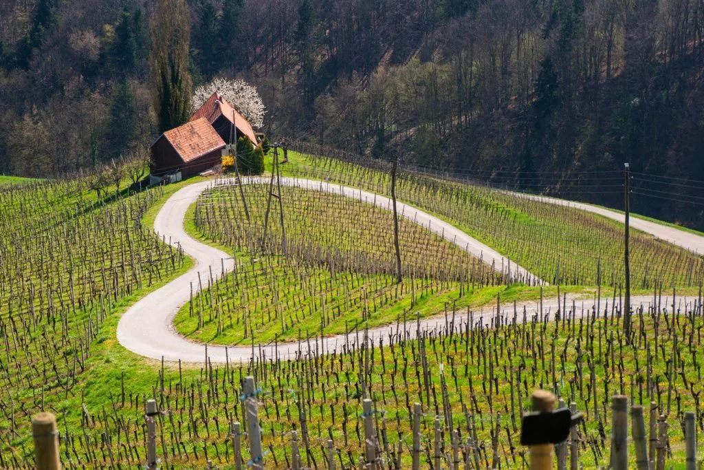 Coeur des visites guidées du vin