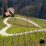 Coeur des visites guidées du vin